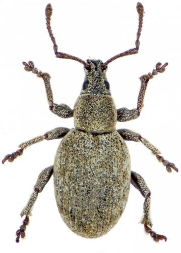 Réf. 271 672 : Peritelus sphaeroides